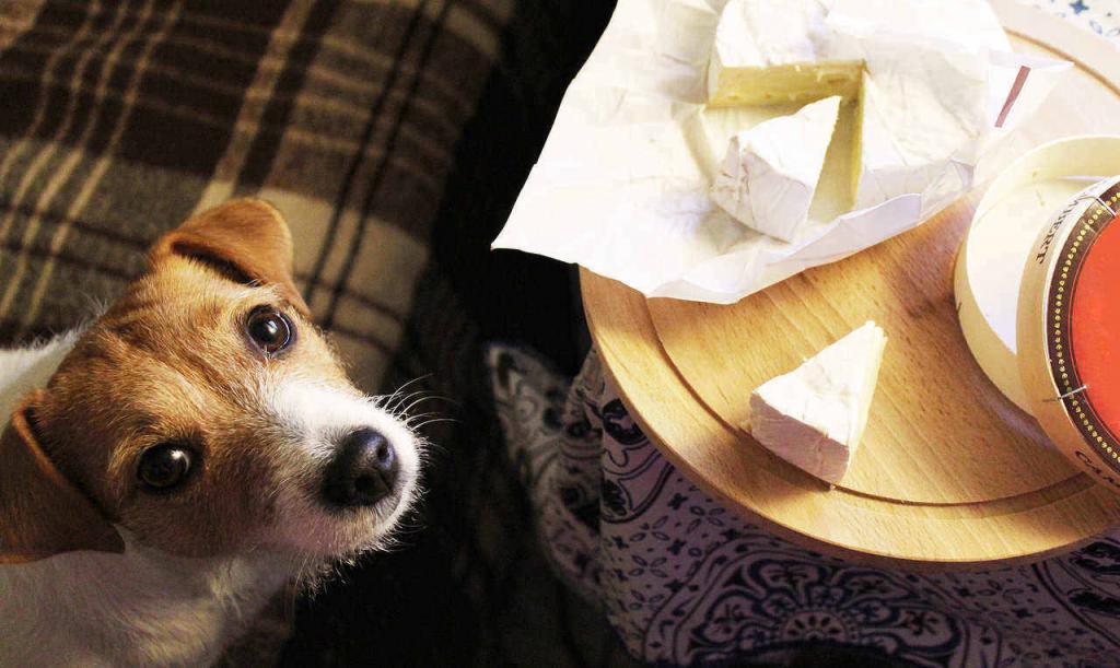 Можно ли собаке давать сыр: особенности рациона