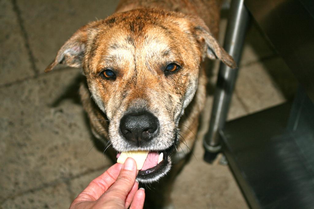 Можно ли собаке давать сыр: особенности рациона