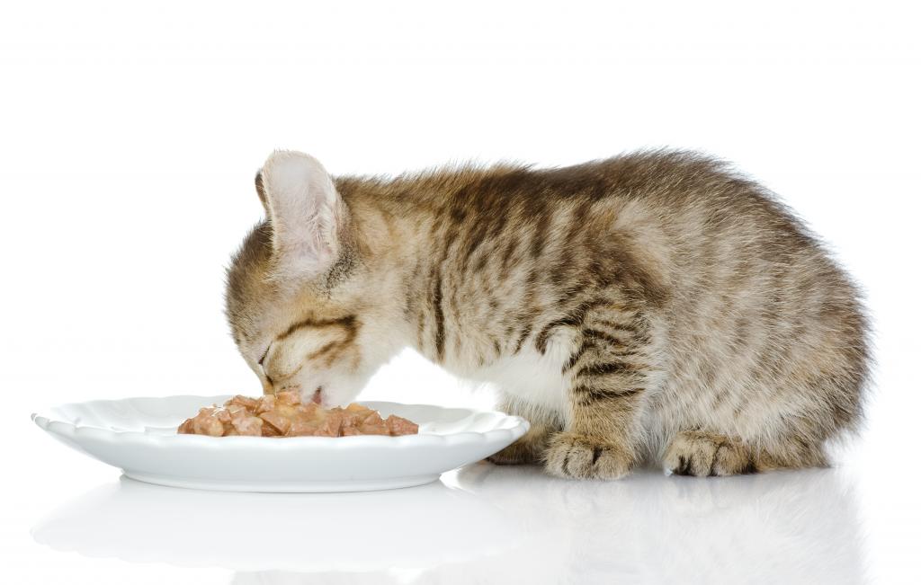 Котенок ест