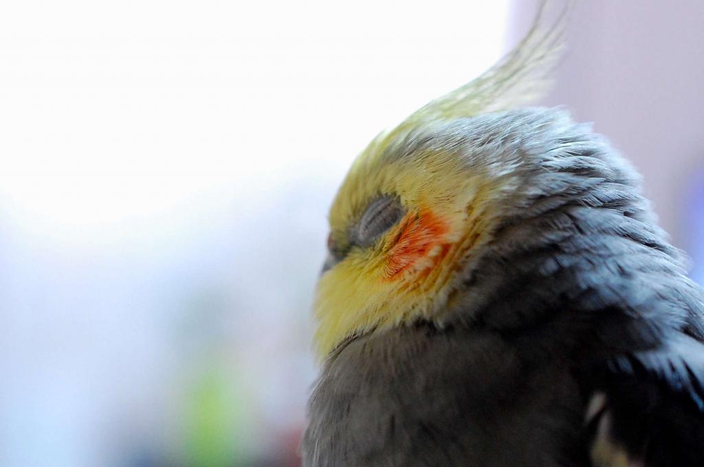 Попугай чихает - что делать? Причины и лечение попугая