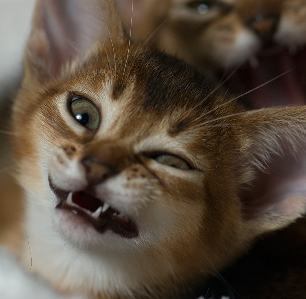 Что делать, если котенок чихает постоянно: причины и профилактические меры