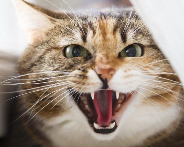 "Ветспокоин" для кошек: отзывы владельцев, состав препарата и инструкция по применению