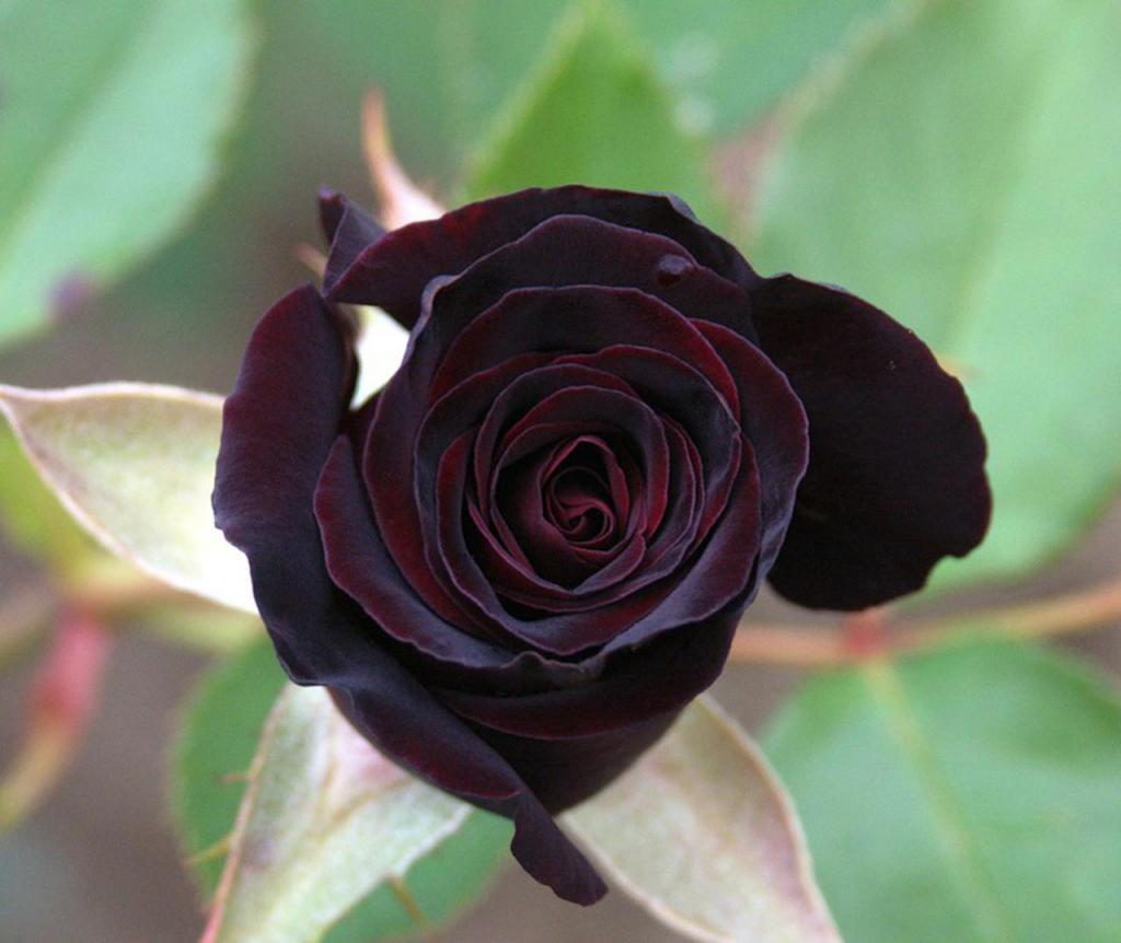черная роза