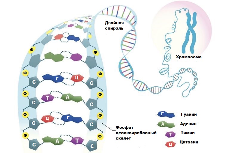 Конструкция ДНК, от хромосомы до азотистых причин