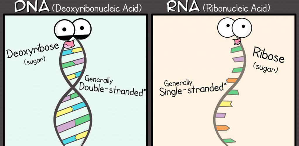 Главные различия РНК и ДНК