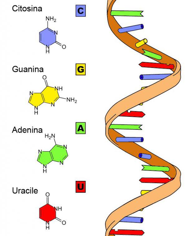 Биологическая конструкция РНК