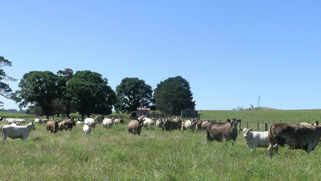 Скотоводческая ферма