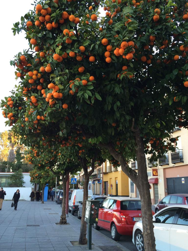 Апельсиновое дерево в городе
