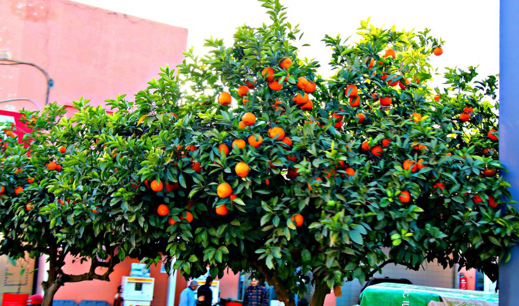 Апельсиновое дерево на улице