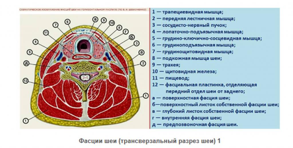 Фасции шеи