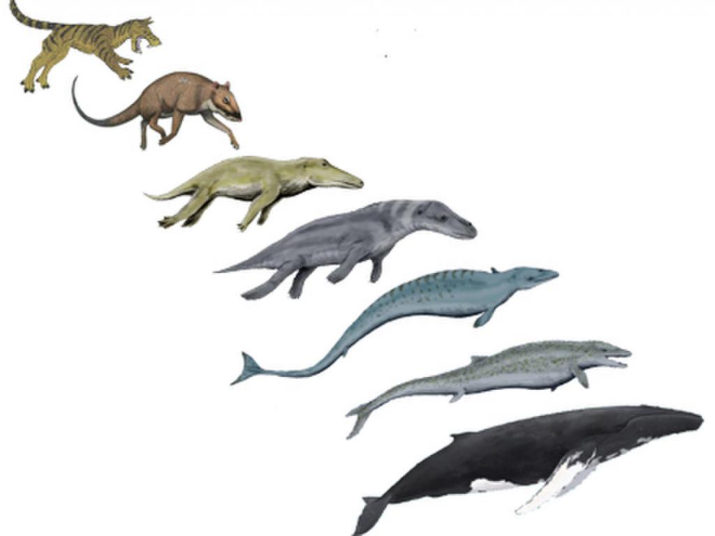 Идиоадаптивная эволюция китообразных