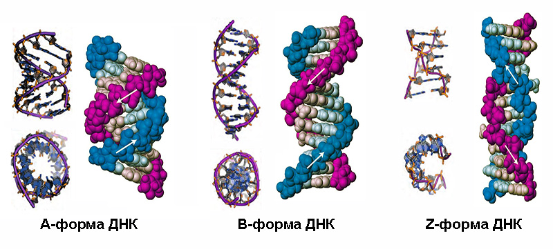 Формы двойной спирали ДНК