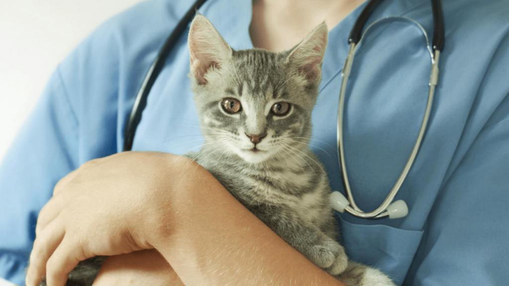 Котенок на руках у врача