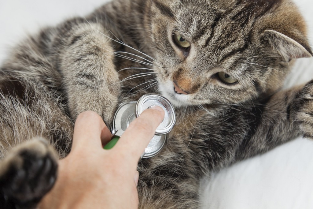 Проверка кошки у врача