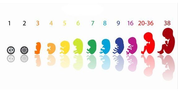 Расположение матки по неделям беременности. Как меняется размер матки и плода каждую неделю