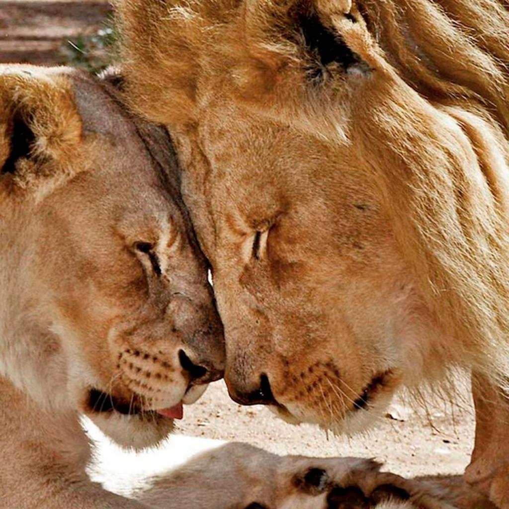 лев и лев совместимость в браке 