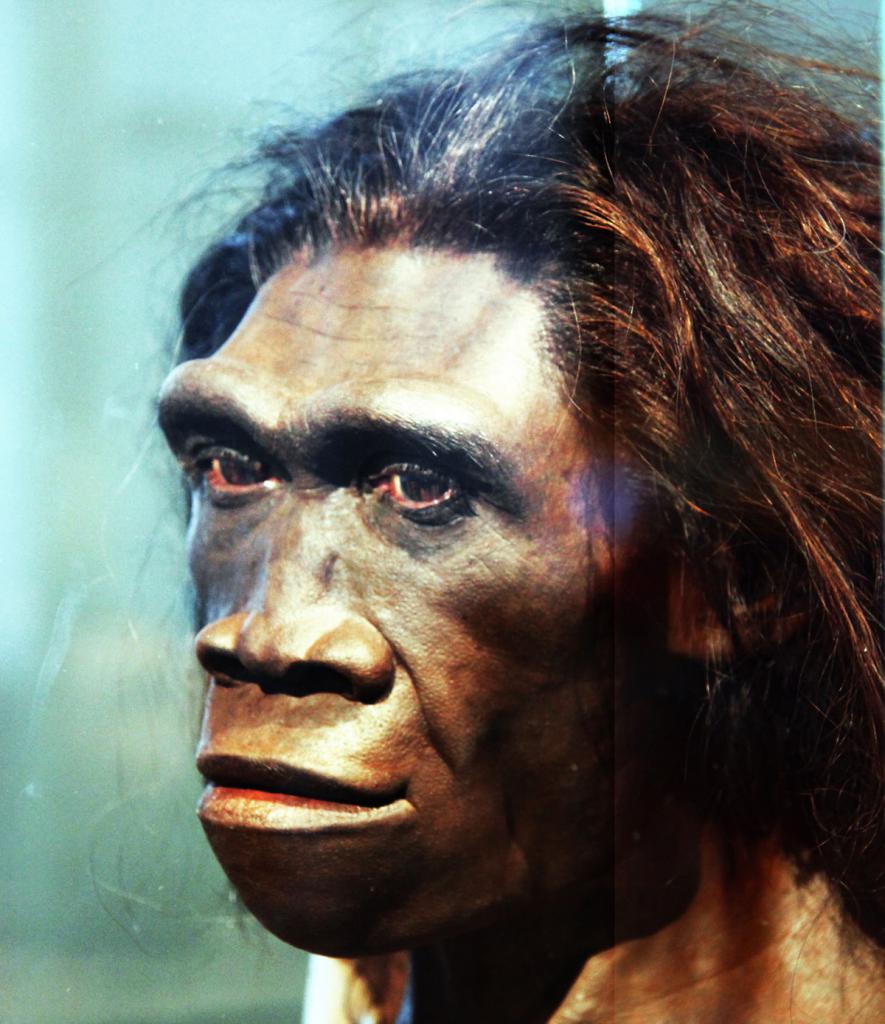 Реконструкция внешнего вида Homo erectus