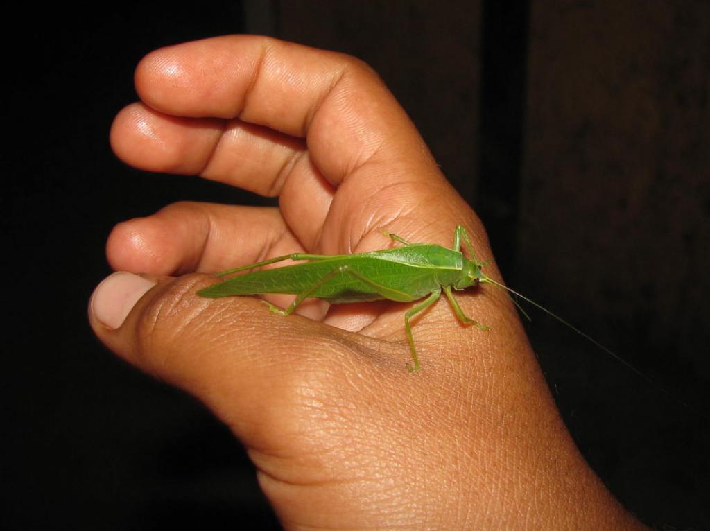 https://gringainelsalvador.wordpress.com/2009/11/05/camaflouge-grasshopper-esperanza-el-salvador/