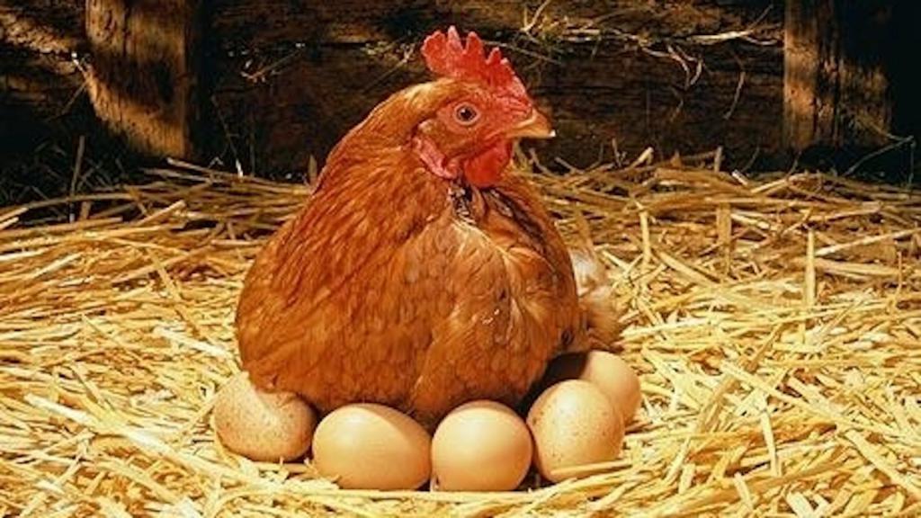 Курица на яйцах