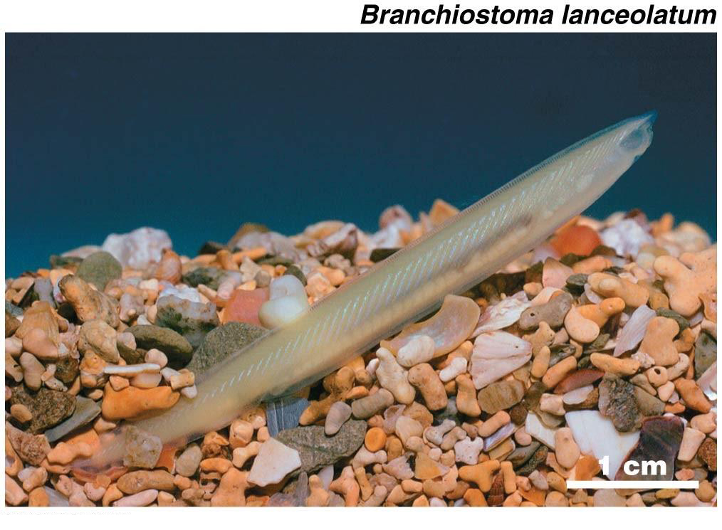 представитель семейства Branchiostomidae