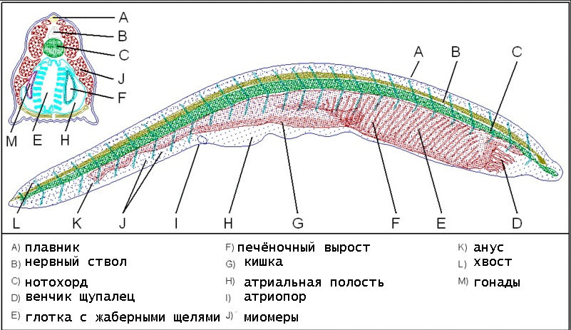 строение ланцетника