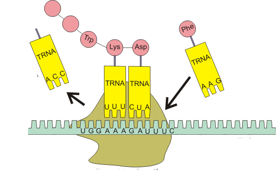 адапторная фунция тРНК