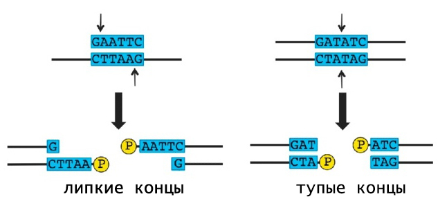 липкие и тупые концы