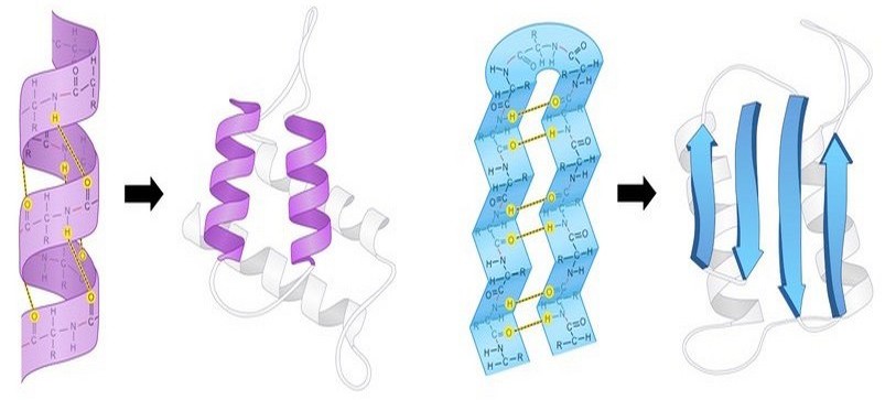 обозначения белковых структур