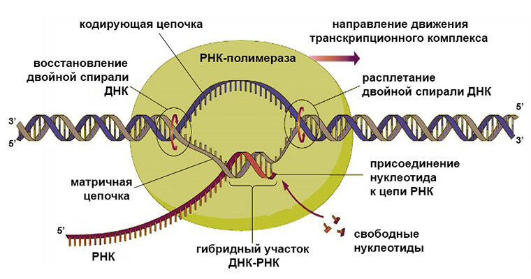 синтез мРНК