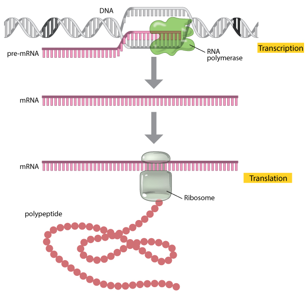 путь ДНК-РНК-белок
