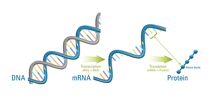функция матричной РНК
