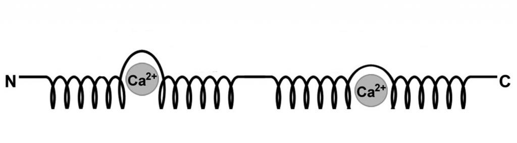 функциональная структура белка s100