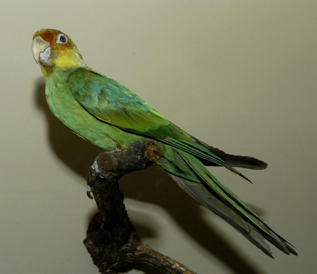 внешний вид каролинского попугая