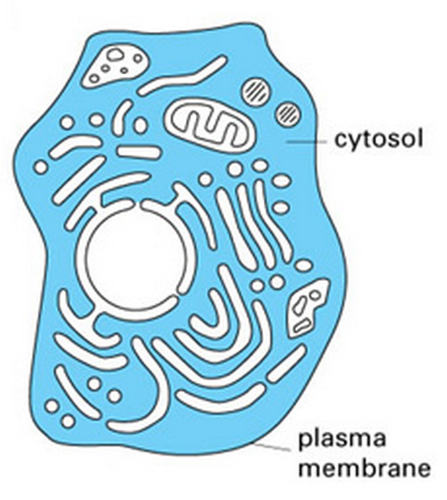 цитозоль эукариотической клетки