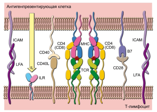 взаимодействие между Т-клеткой и АПК