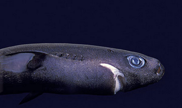передняя часть тела пигмейской акулы