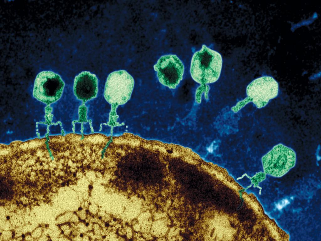 Заражение клетки вирусом
