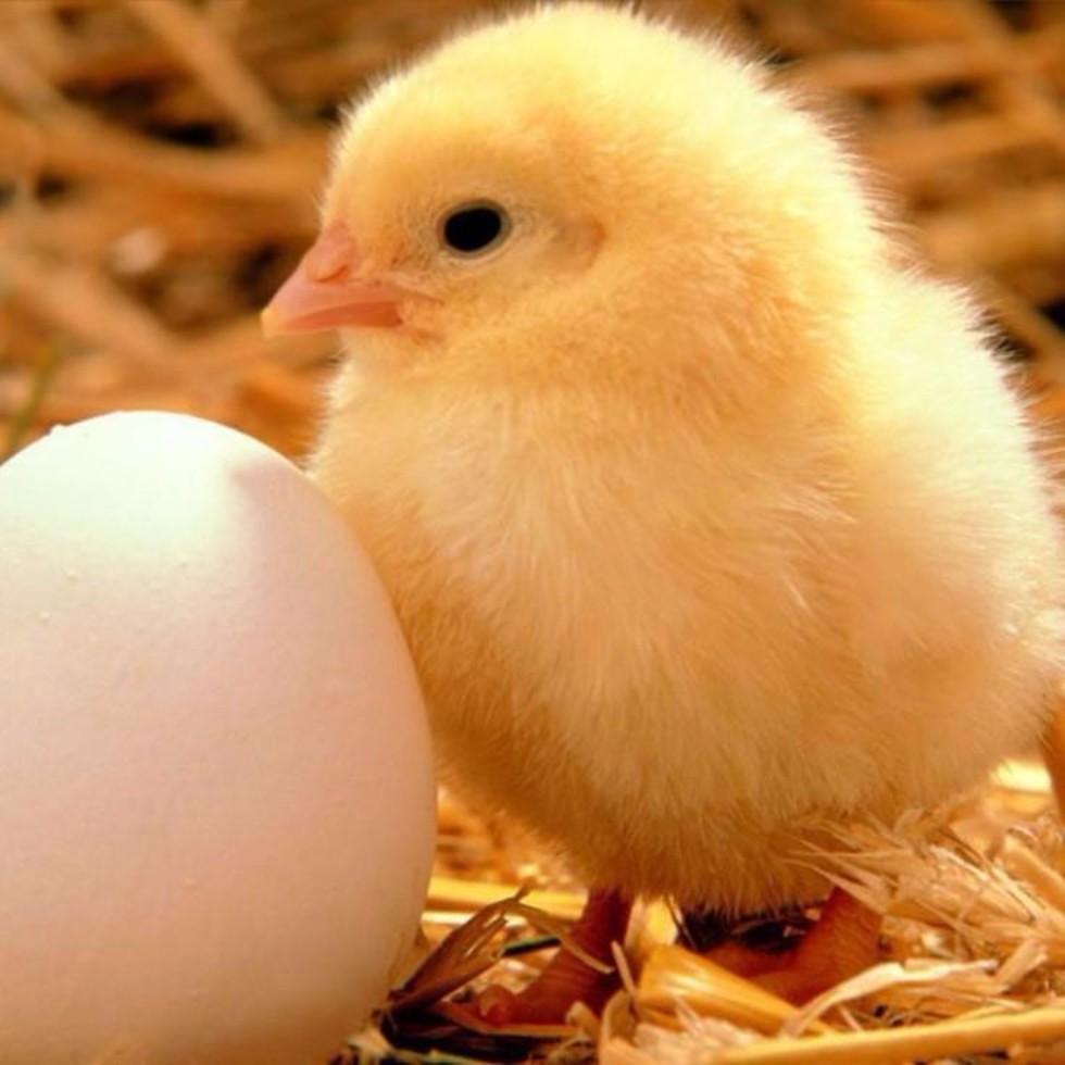 Цыплята и куриные эмбрионы
