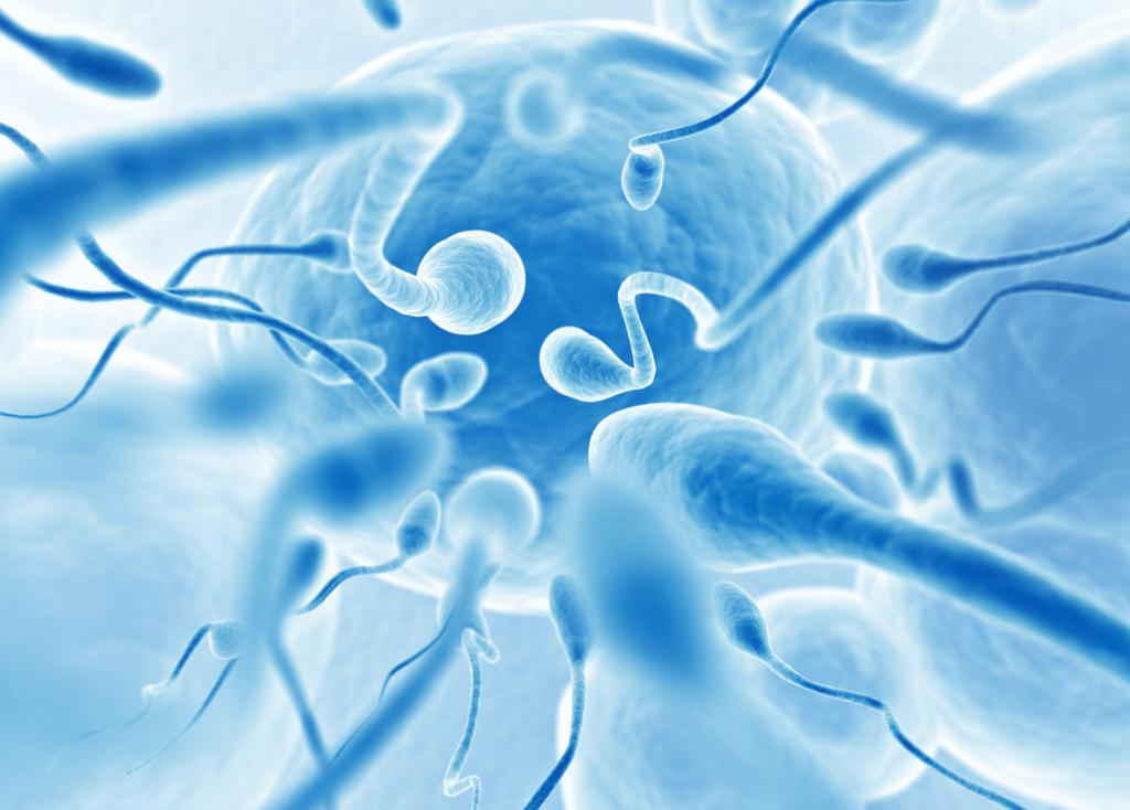 Ферменты и белки в сперме