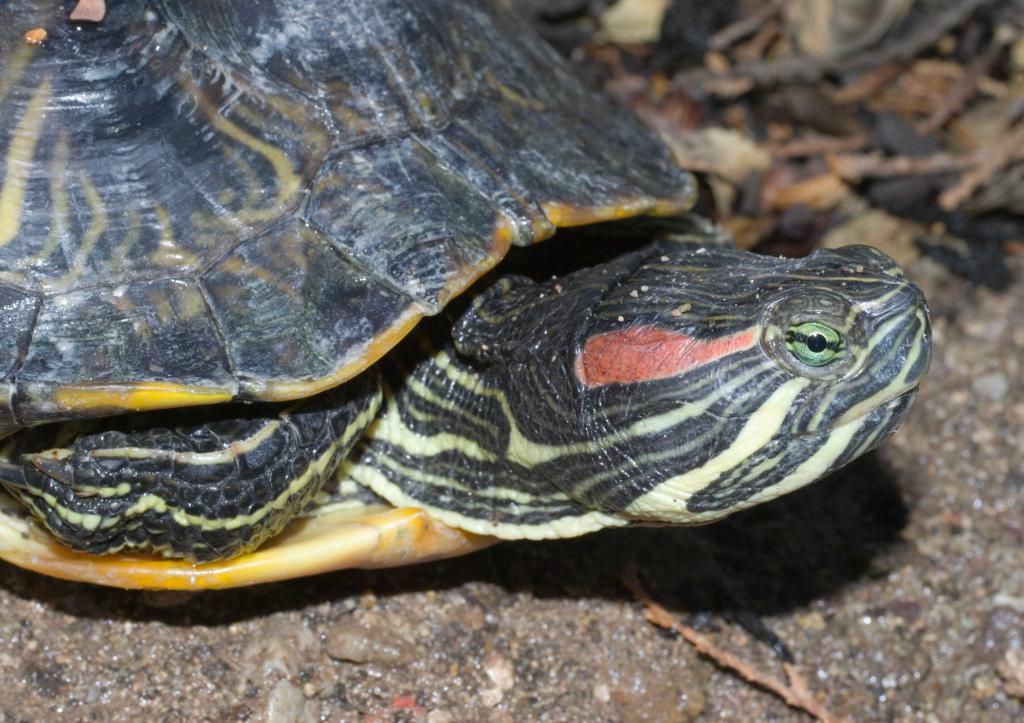Красноухая черепаха - популярный питомец