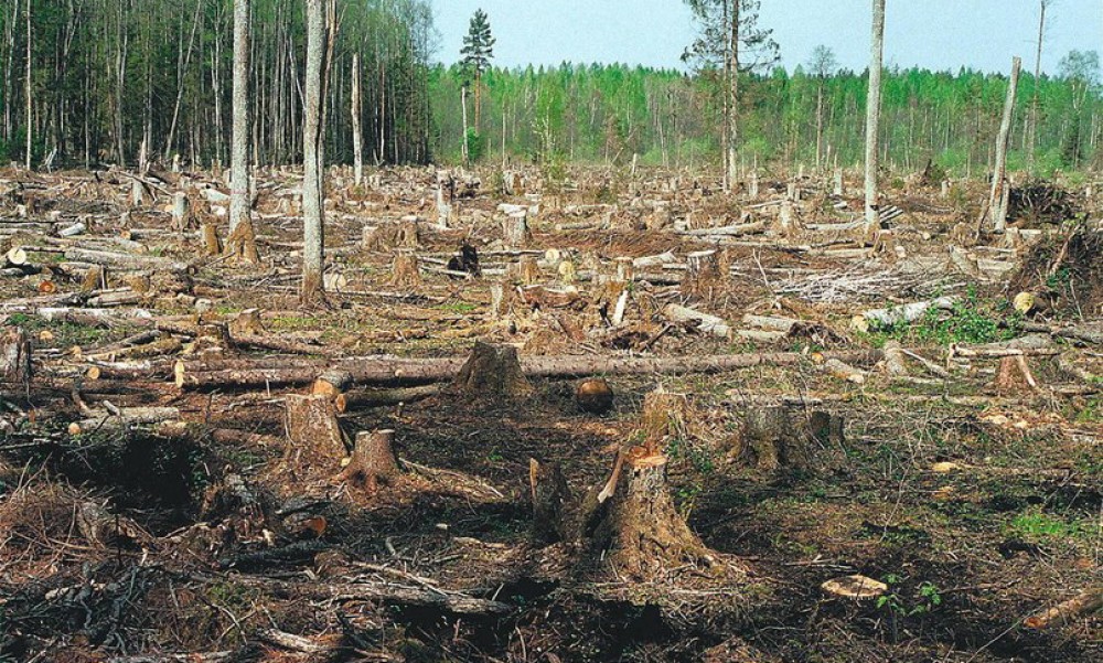 Последствия неконтролируемых вырубок леса