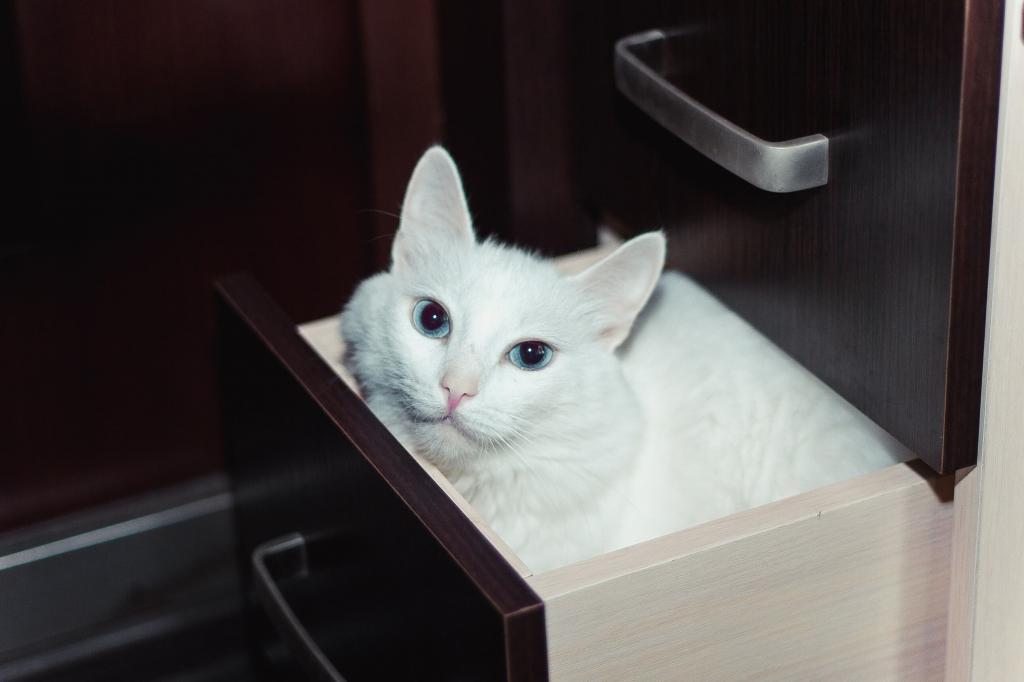 котенок турецкой ангоры белый фото