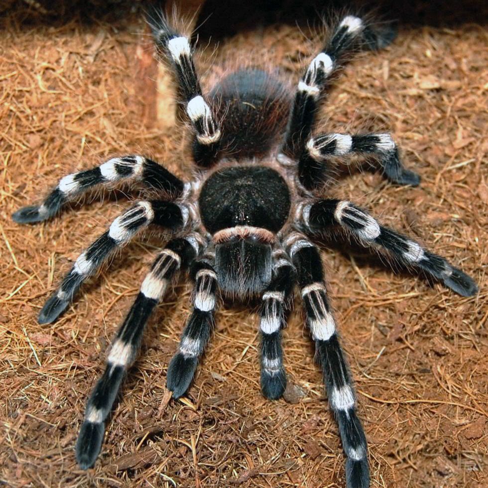 Красивый паук