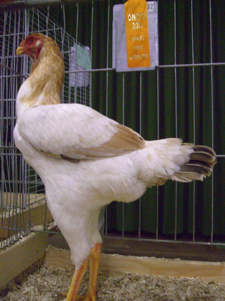 Бойцовая курица: породы, описание, особенности содержания, фото