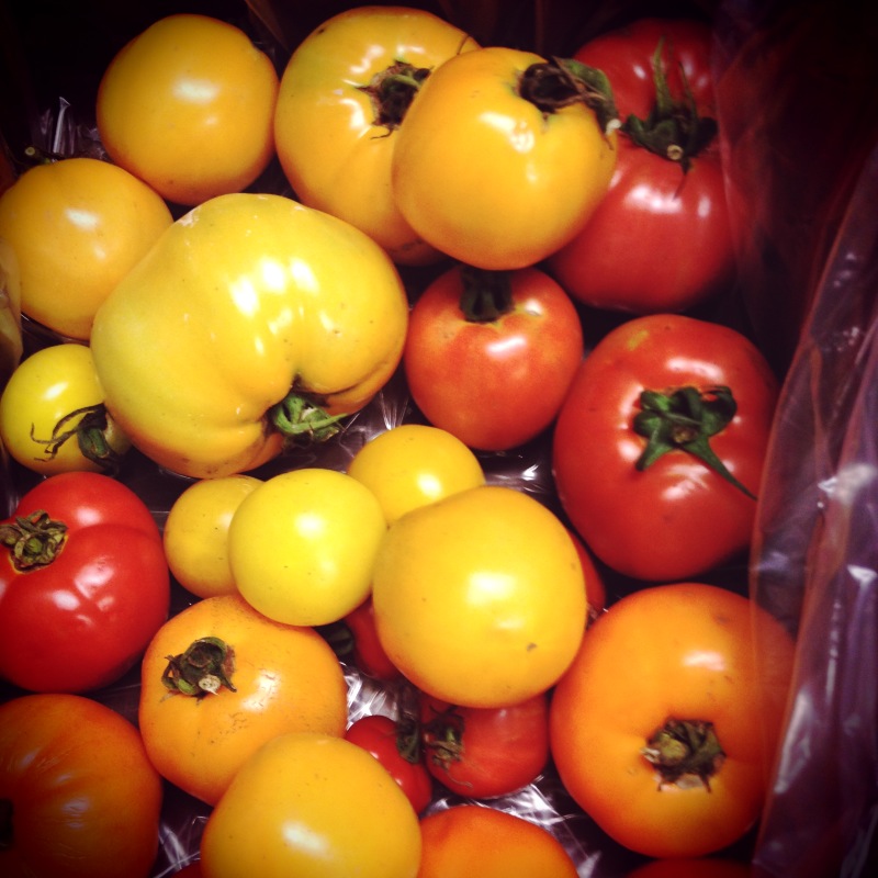 Голландские сорта томатов: описание, особенности выращивания, фото