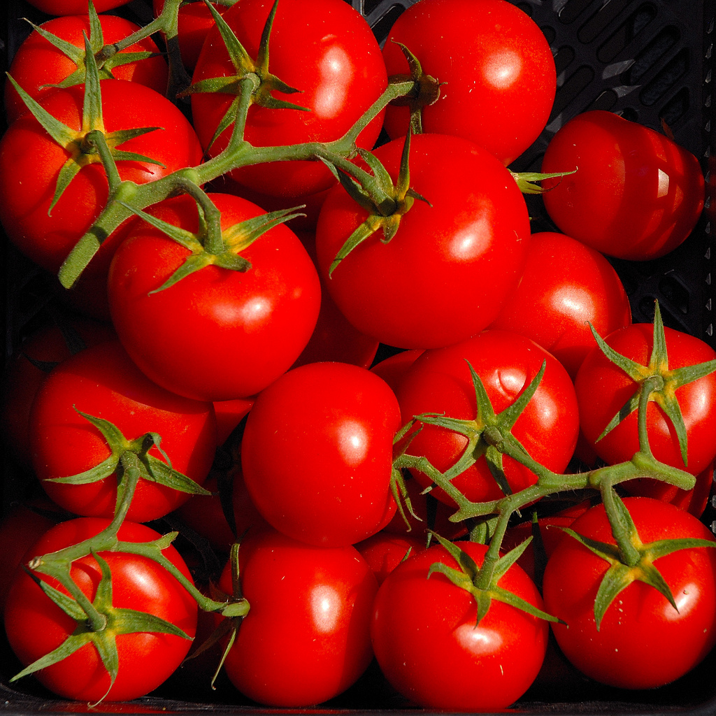 Голландские сорта томатов: описание, особенности выращивания, фото