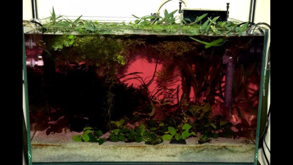 Сине-зеленые водоросли в аквариуме: как бороться? Устранение причины появления, советы и рекомендации
