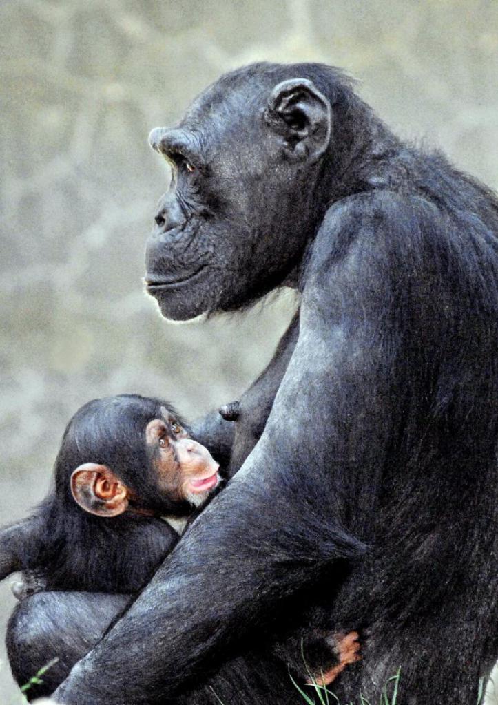 Взрослый шимпанзе