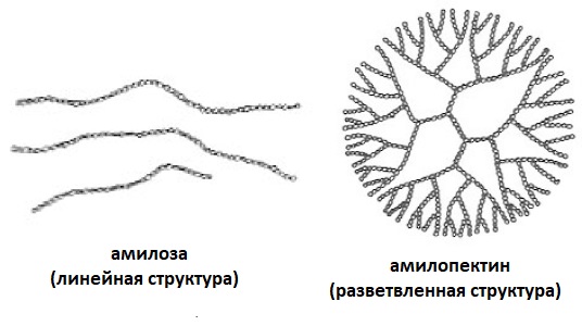 Различия в строении