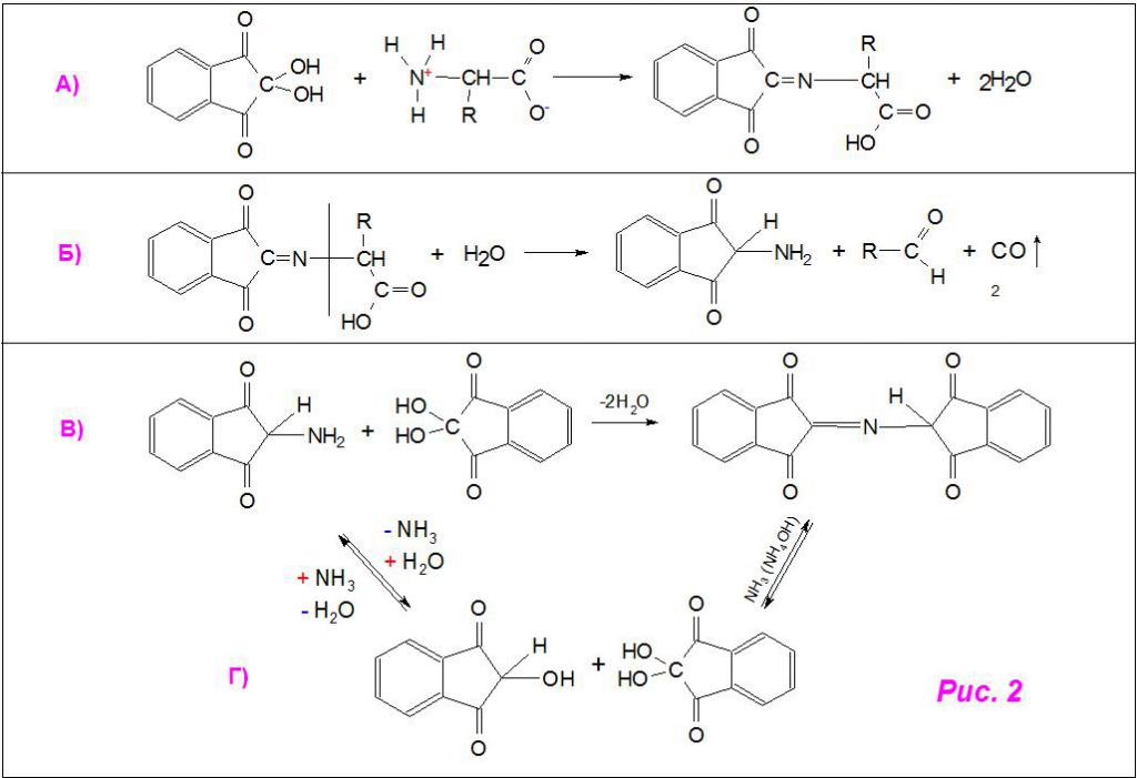 Общая схема нингидриновой реакции